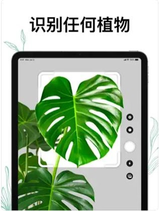 植物Air正版下载安装
